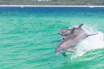 Dolphin Cruise